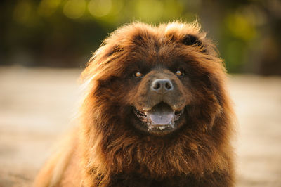 Close-up portrait of lion