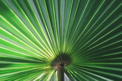 Full frame shot of palm leaf