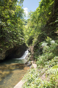 Scenic view of river amidst trees in forest against sky