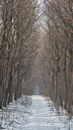 Trees on snow covered landscape