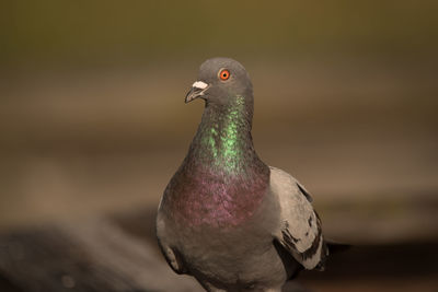 Close-up of pigeon