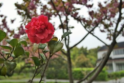 Close-up of pink flowers