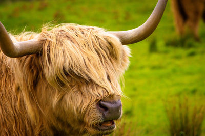 Highland cow in scottish highlands