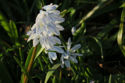 Close-up of white flowering plant