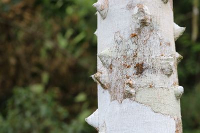 Close-up of tree trunk