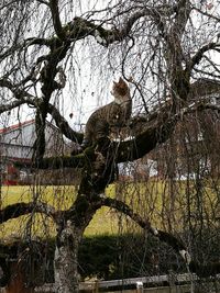 Low angle view of horse on tree against sky