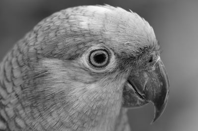 Close-up of a bird