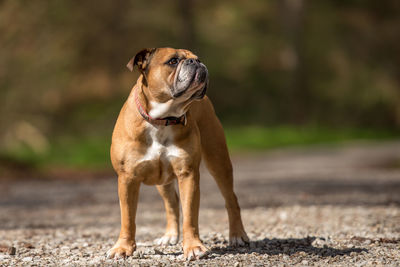 Dog looking away