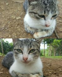 Close-up portrait of kitten