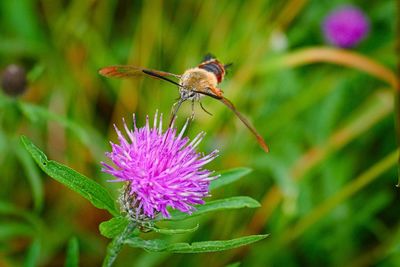 Close-up of bee on thistle flower