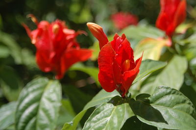 Close-up of red flower