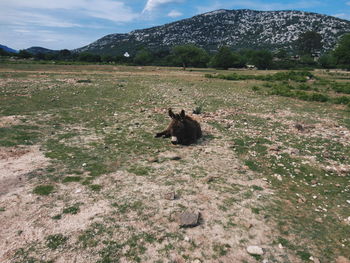 View of an animal on field