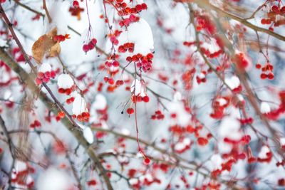 Low angle view of cherry tree