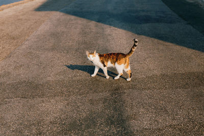 High angle view of cat on road