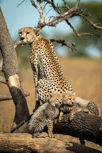 Cheetah with cubs on tree trunk