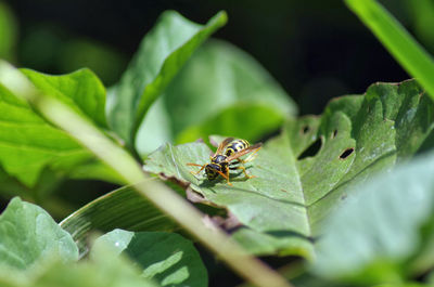 Close-up of insect on leaf