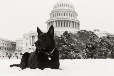 Dog standing in front of house