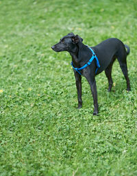 Dogs on grassy field