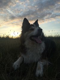 Dog on grassy field against cloudy sky