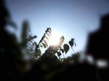 Low angle view of silhouette plants against sky