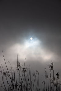 Low angle view of plants against sky and foggy sun