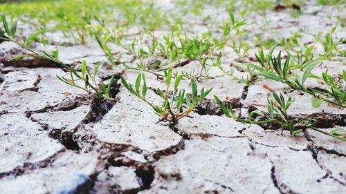 Close-up of plant growing on field