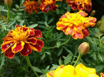 Close-up of yellow flower