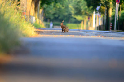 View of a bird on the road