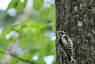 Low angle view of bird perching on tree trunk