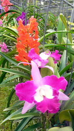 Close-up of pink flowers blooming outdoors