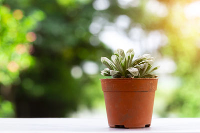 Close-up of potted plant on table