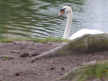 Close-up of swan on lake