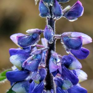 Close-up of purple flowers blooming against blurred background