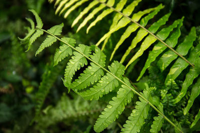 Close-up of fern leaves