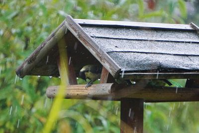 Close-up of bird perching on wooden post