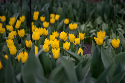 Close-up of yellow flowering plants on field