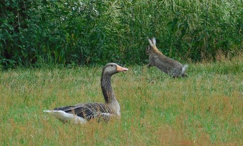 Ducks in a field