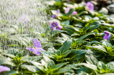 Close-up of purple flowers