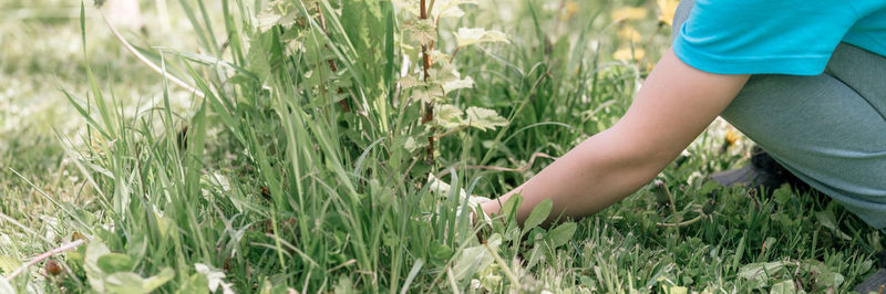 Cute candid little six year old kid boy gardener and farmer with hands in gloves pull and weeding