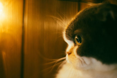 Close-up of cat looking away