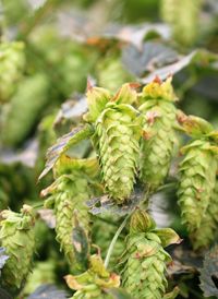 Close-up of fresh green plant