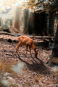 Deer standing in a forest