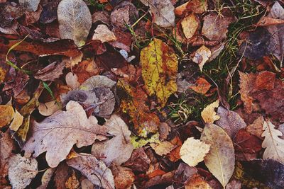 High angle view of maple leaves on fallen tree