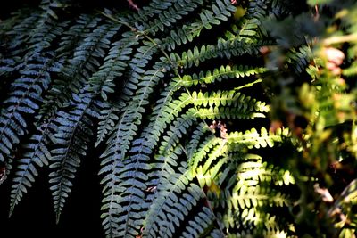 Close-up of fern leaves against trees