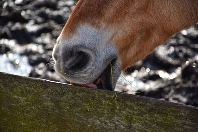 Close-up of horse