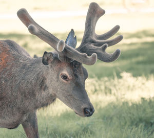 Close-up of deer on field