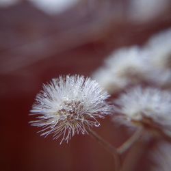 Close-up of flower against blurred background