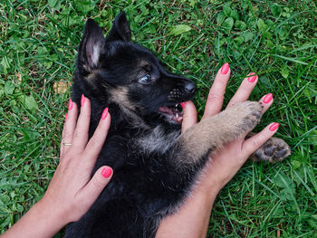 A german shepherd puppy plays with a lady's hand with painted nails
