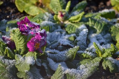 High angle view of purple flowering plants