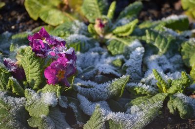 High angle view of purple flowering plants